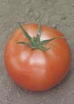 Seminte Tomate / seminte de rosii Hilario F1